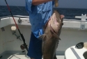 Caught in Destin While Deep Sea Fishing Caught in Destin While Deep Sea Fishing