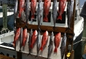 8hr Destin Fishing Charter