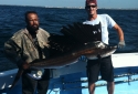 sailfish sailfish