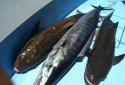 whaoocobia