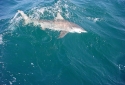 Destin Shark Fishing