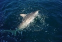 Destin Deep Sea Fishing for Sharks Destin Deep Sea Fishing for Sharks