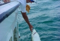 Destin Deep Sea Shark Fishing