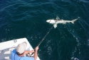 Destin Shark Deep Sea Fishing Destin Shark Deep Sea Fishing