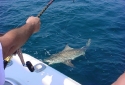 Deep Sea Destin Shark Fishing