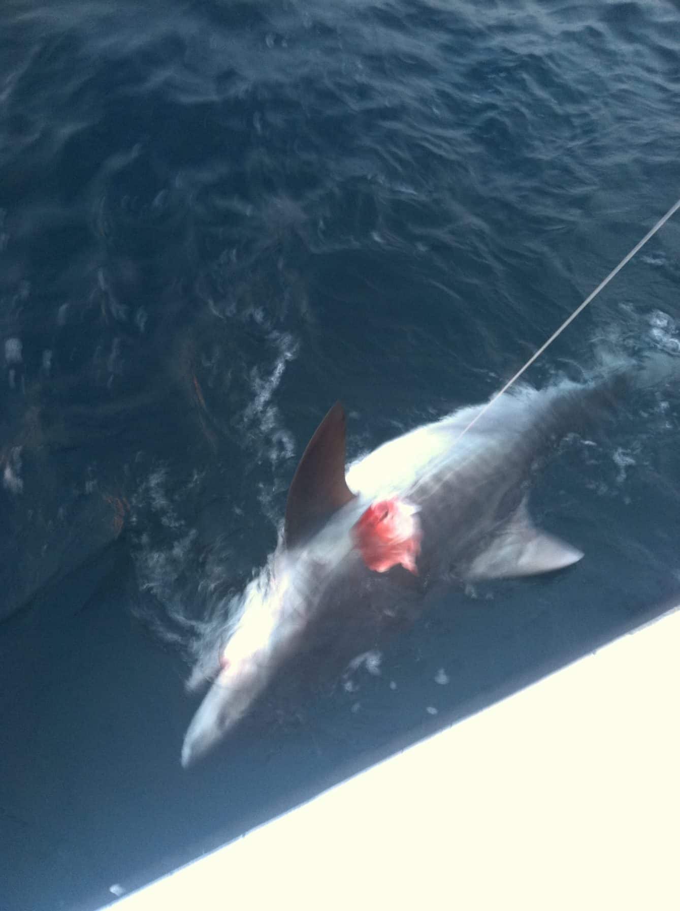 Destin FL Charter Fishing - Shark Fishing on No Alibi